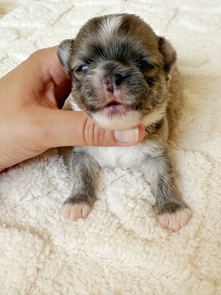 Des Minis Boss - Chiots disponibles - Chihuahua