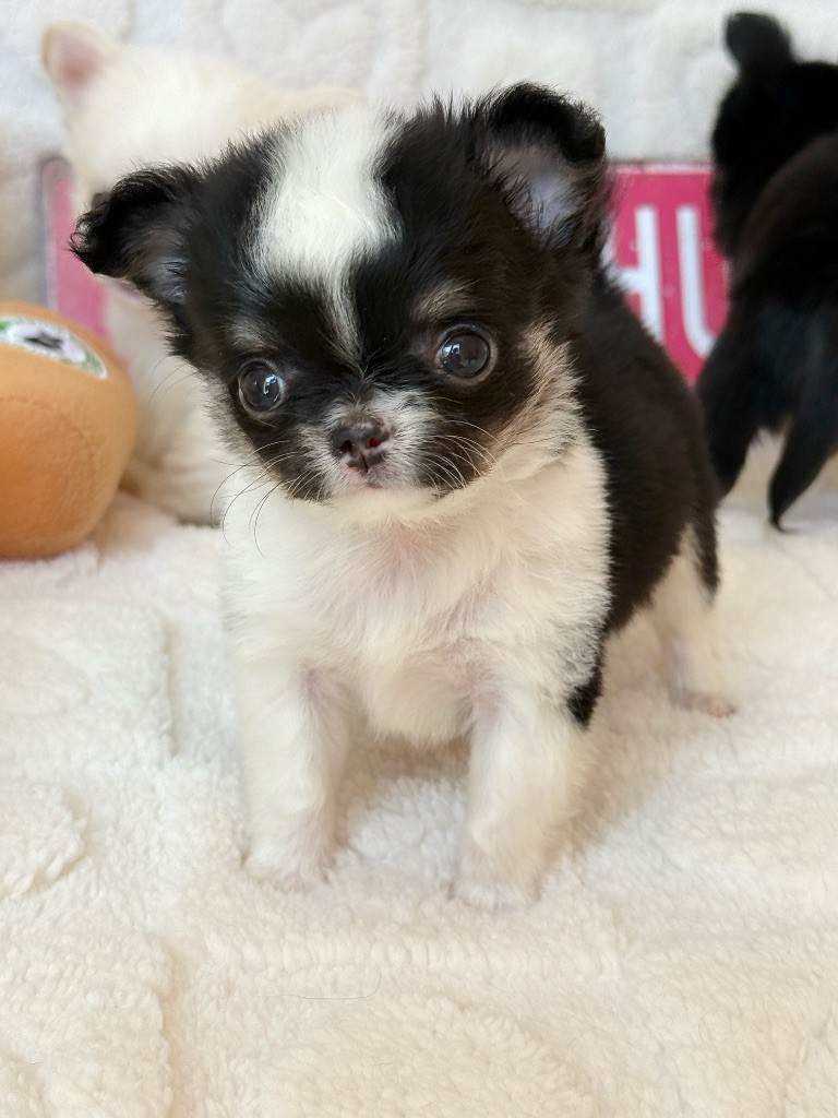 Des Minis Boss - Chiots disponibles - Chihuahua