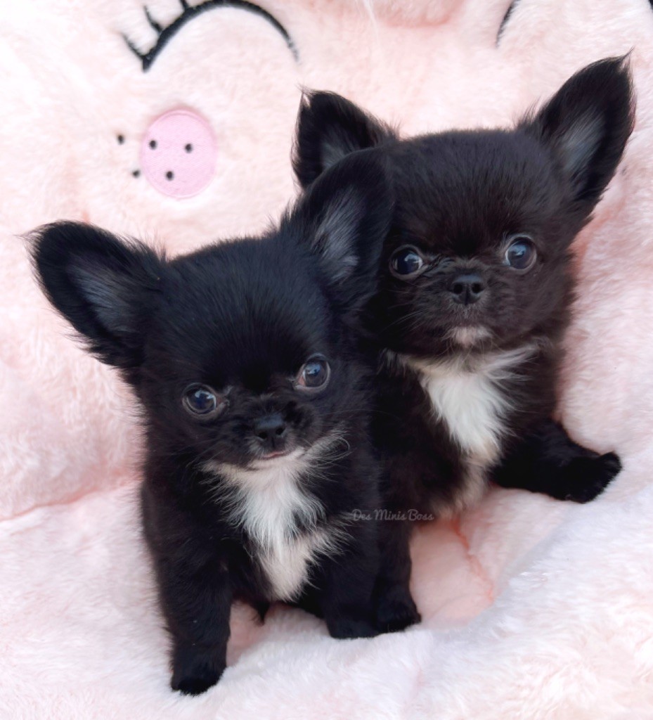 Chiot Chihuahua Des Minis Boss