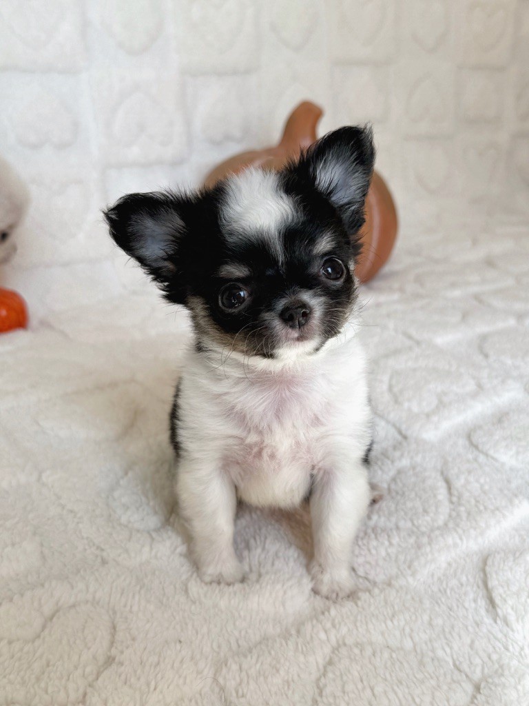 Des Minis Boss - Chiots disponibles - Chihuahua