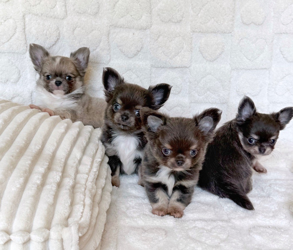 Chiot Chihuahua Des Minis Boss