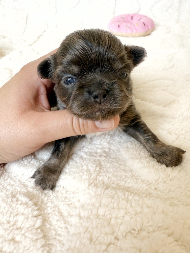 Des Minis Boss - Chiots disponibles - Chihuahua