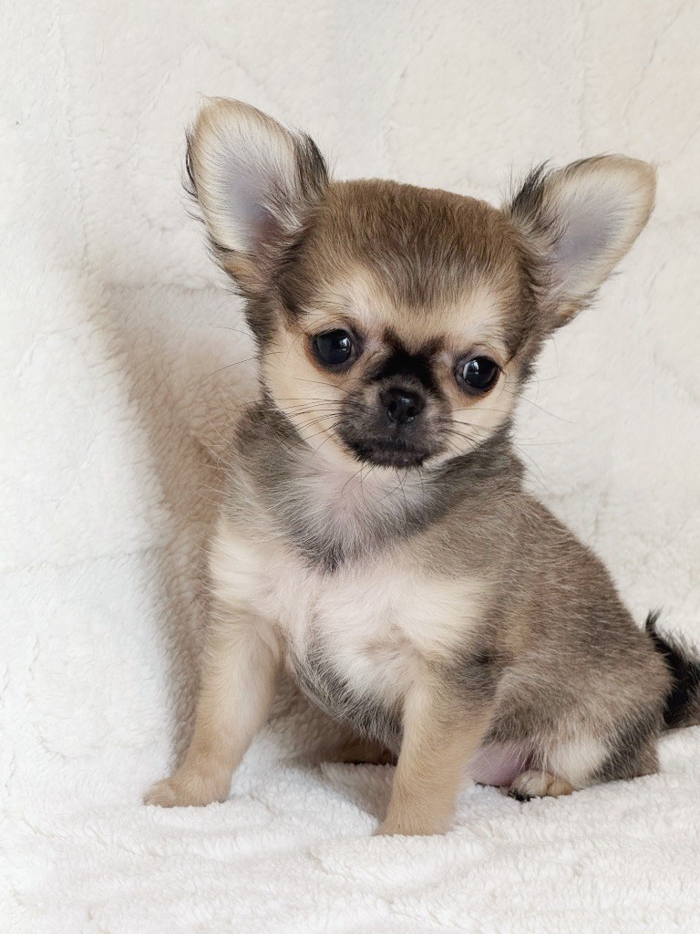 Des Minis Boss - Chiots disponibles - Chihuahua
