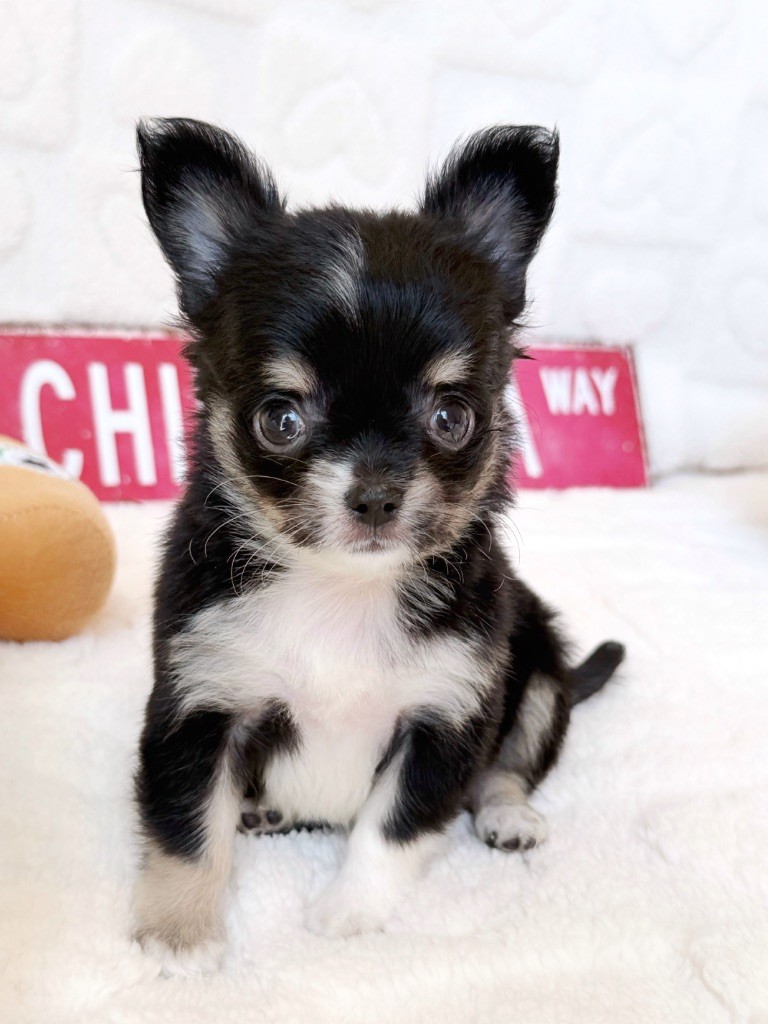 Des Minis Boss - Chiots disponibles - Chihuahua