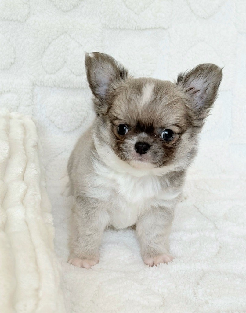 Des Minis Boss - Chiots disponibles - Chihuahua