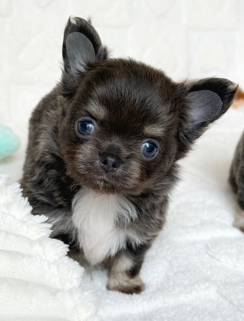 Des Minis Boss - Chiots disponibles - Chihuahua