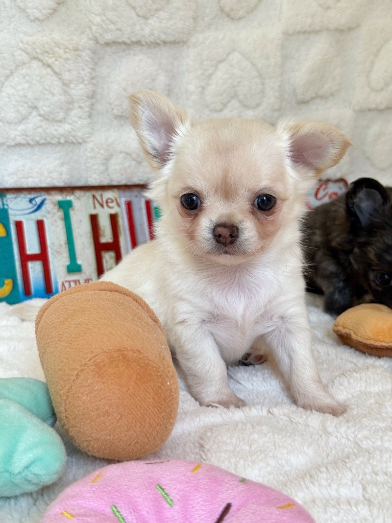 Des Minis Boss - Chiots disponibles - Chihuahua